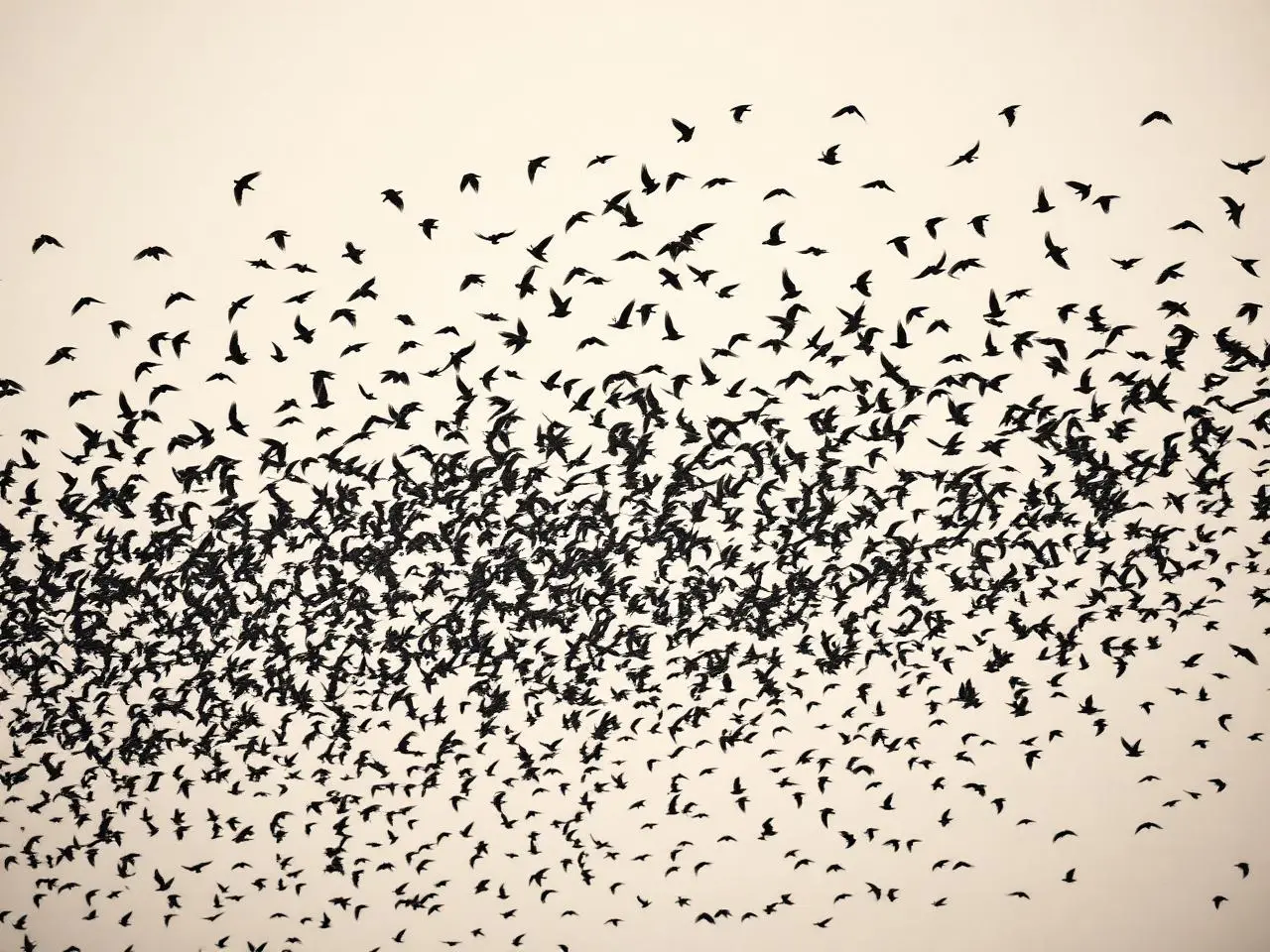 Dense starling murmuration swirling against an overcast sky, black and white.